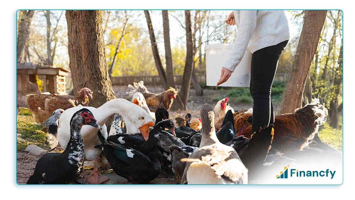 Poultry and Duck Farming